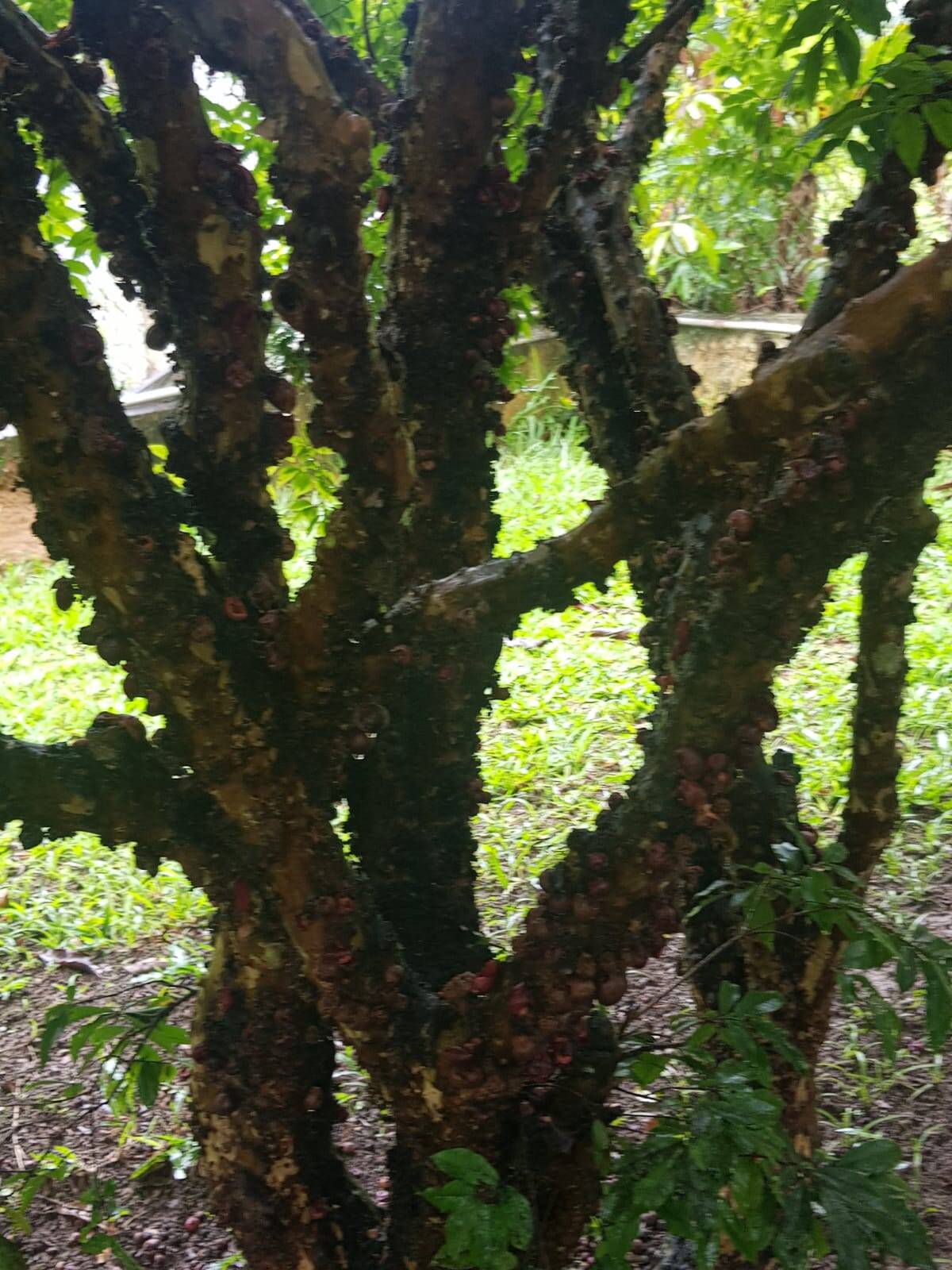 Chácara, 5 quartos, 2800 m² - Foto 16