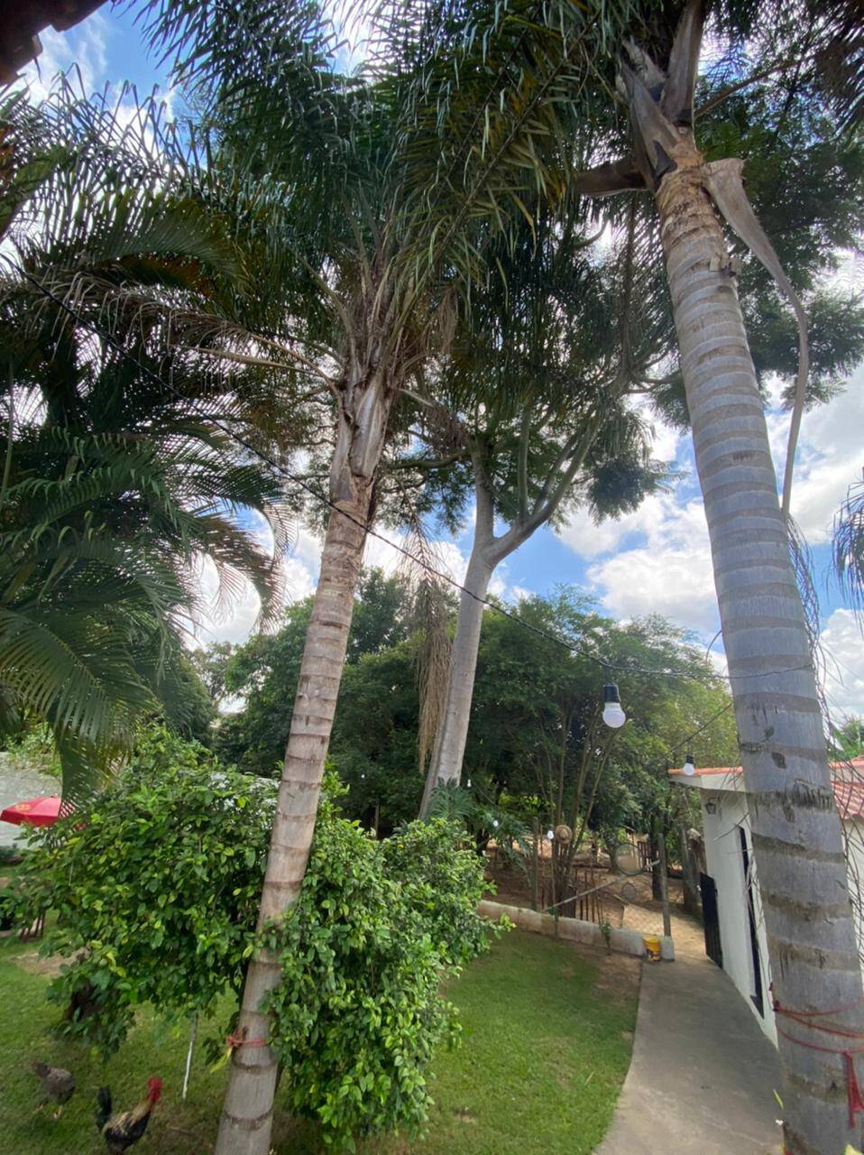 Chácara, 2 quartos, 2000 m² - Foto 12