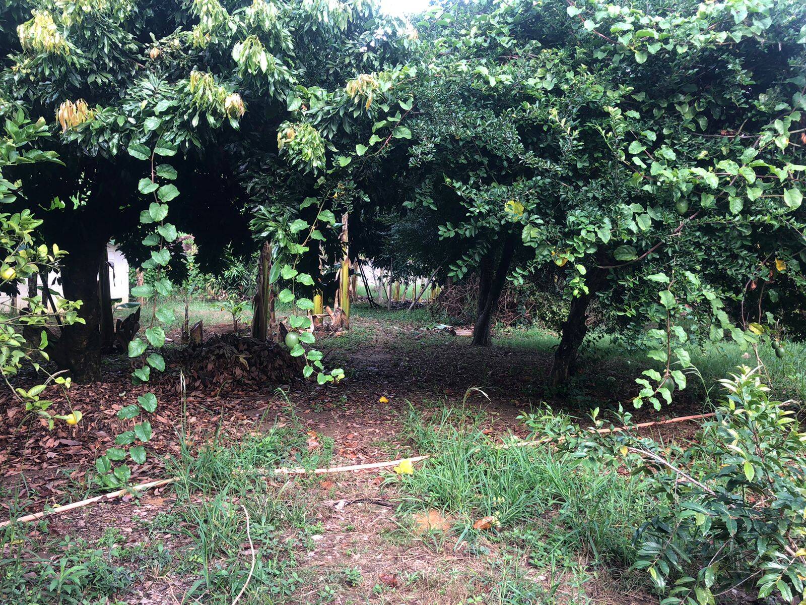 Terreno, 1500 m² - Foto 9