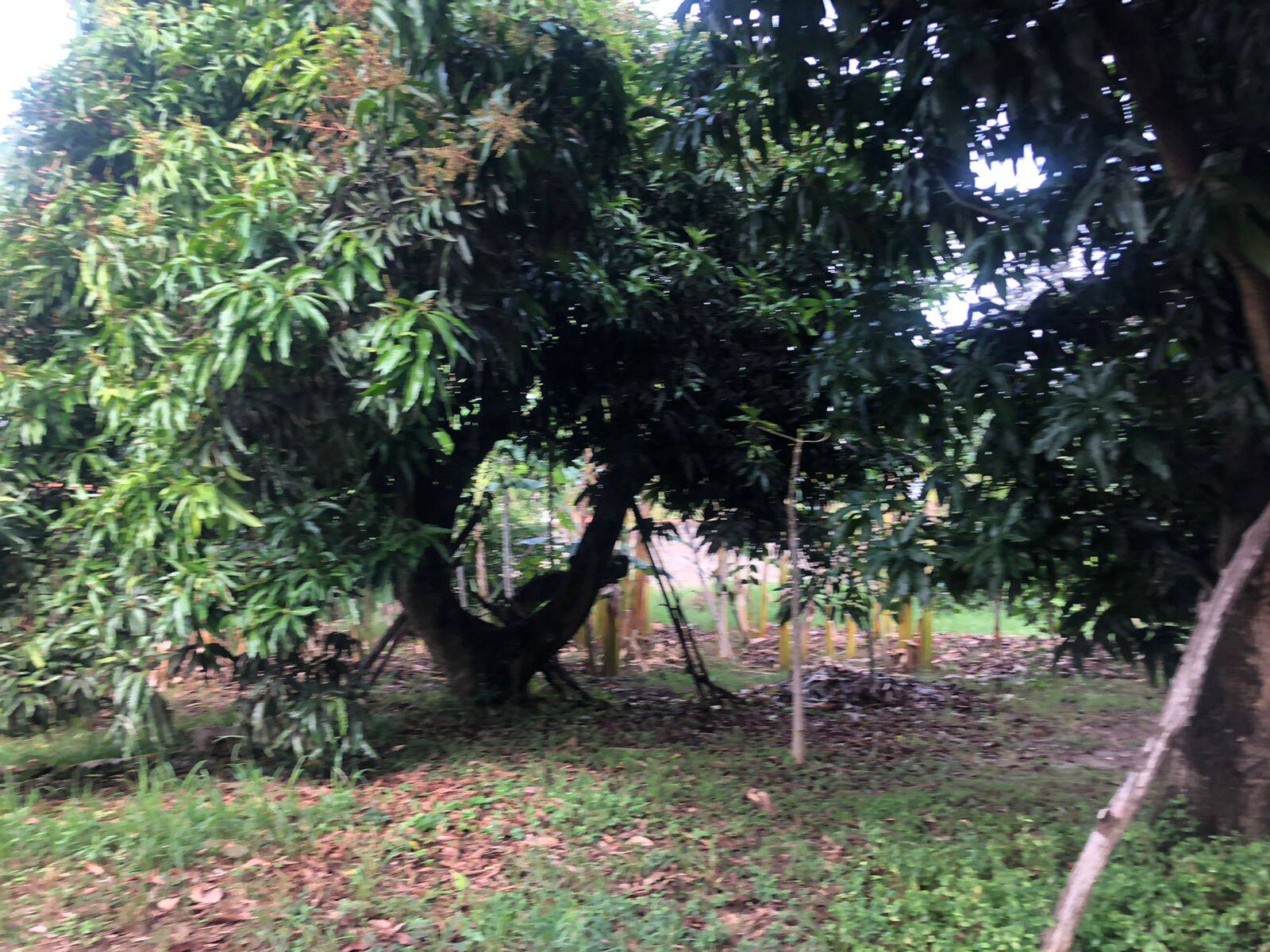 Terreno, 1500 m² - Foto 12