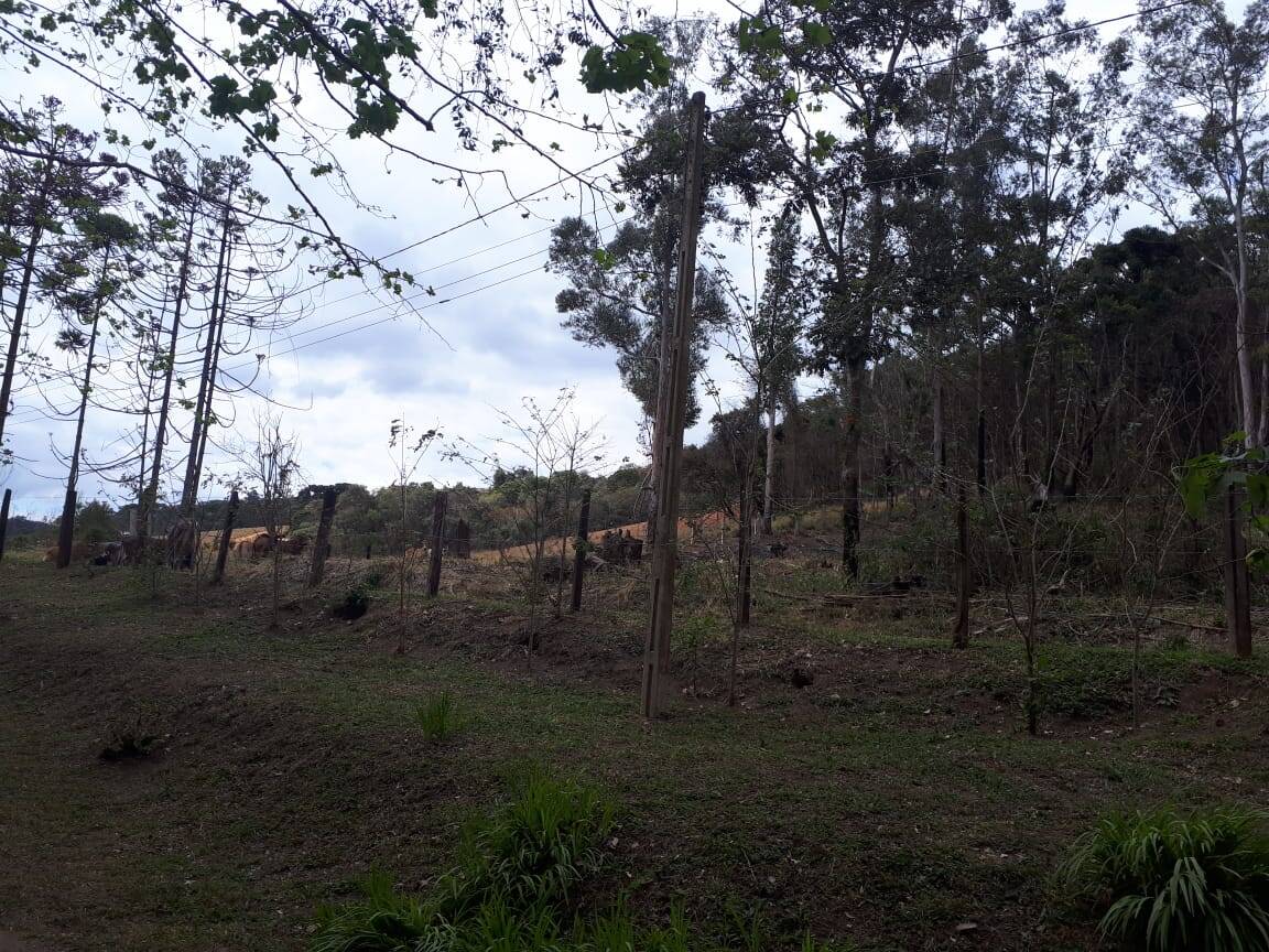 Sítio, 4 quartos, 20 hectares - Foto 7