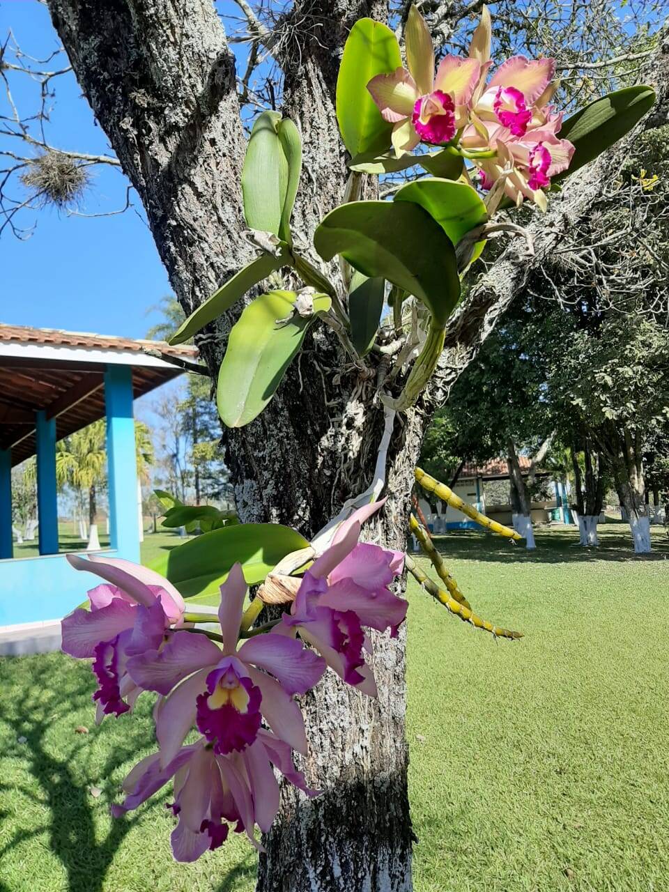 Sítio, 3 quartos, 103 hectares - Foto 12