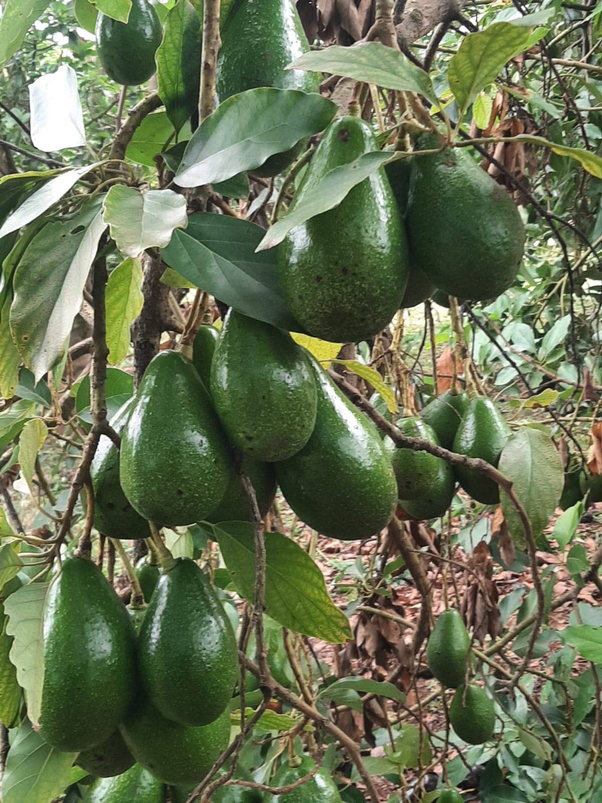 Sítio, 3 quartos, 103 hectares - Foto 14