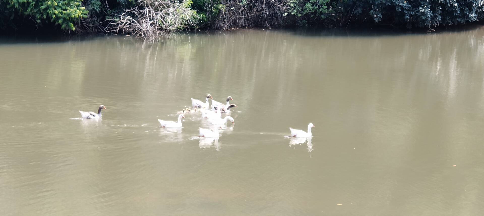 Chácara, 6 quartos, 700 m² - Foto 37