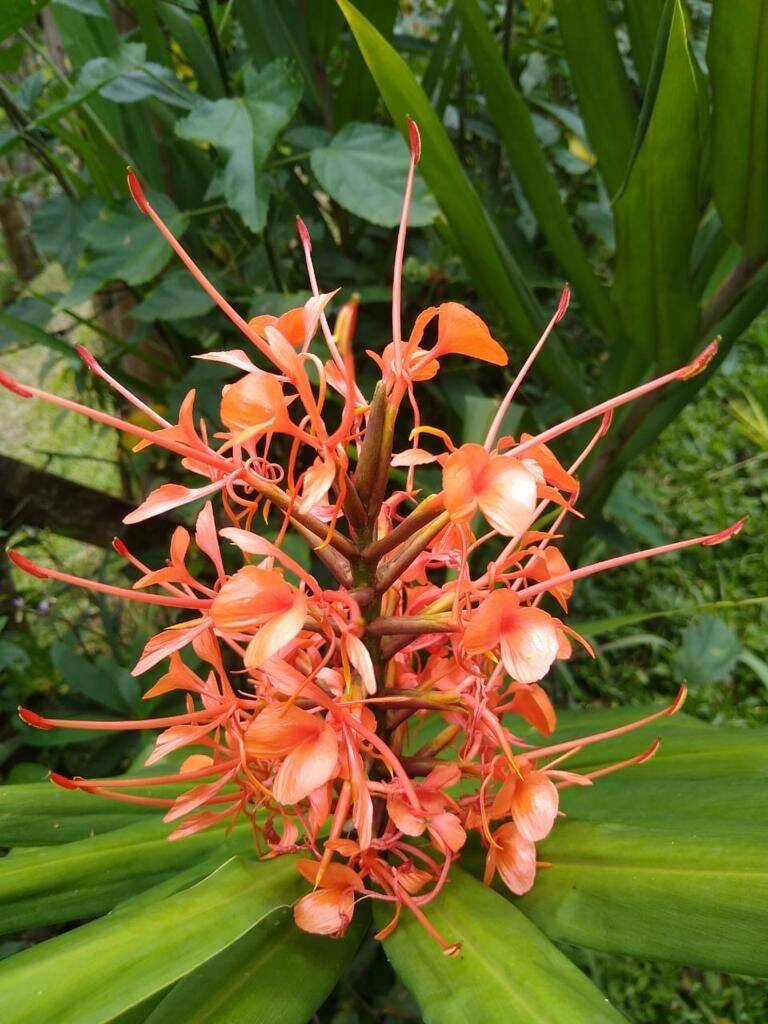 Sítio, 4 quartos, 3 hectares - Foto 8