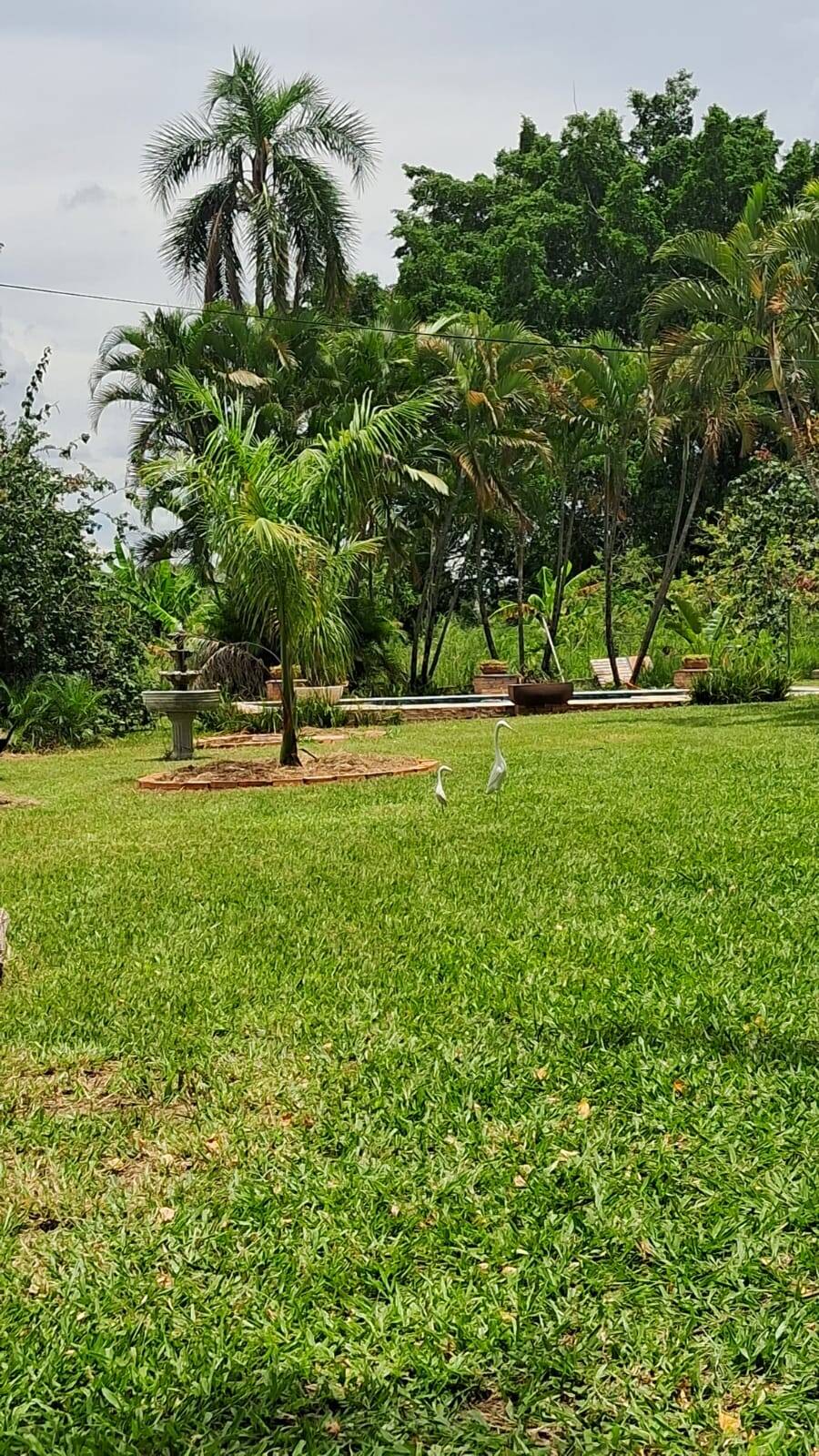 Sítio, 3 quartos, 3 hectares - Foto 6