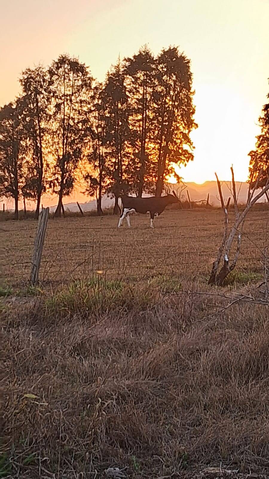 Sítio, 3 quartos, 3 hectares - Foto 23