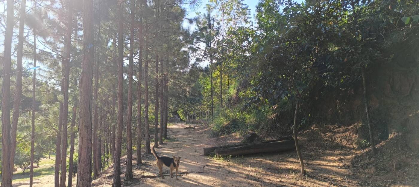 Sítio, 2 quartos, 1 hectares - Foto 15