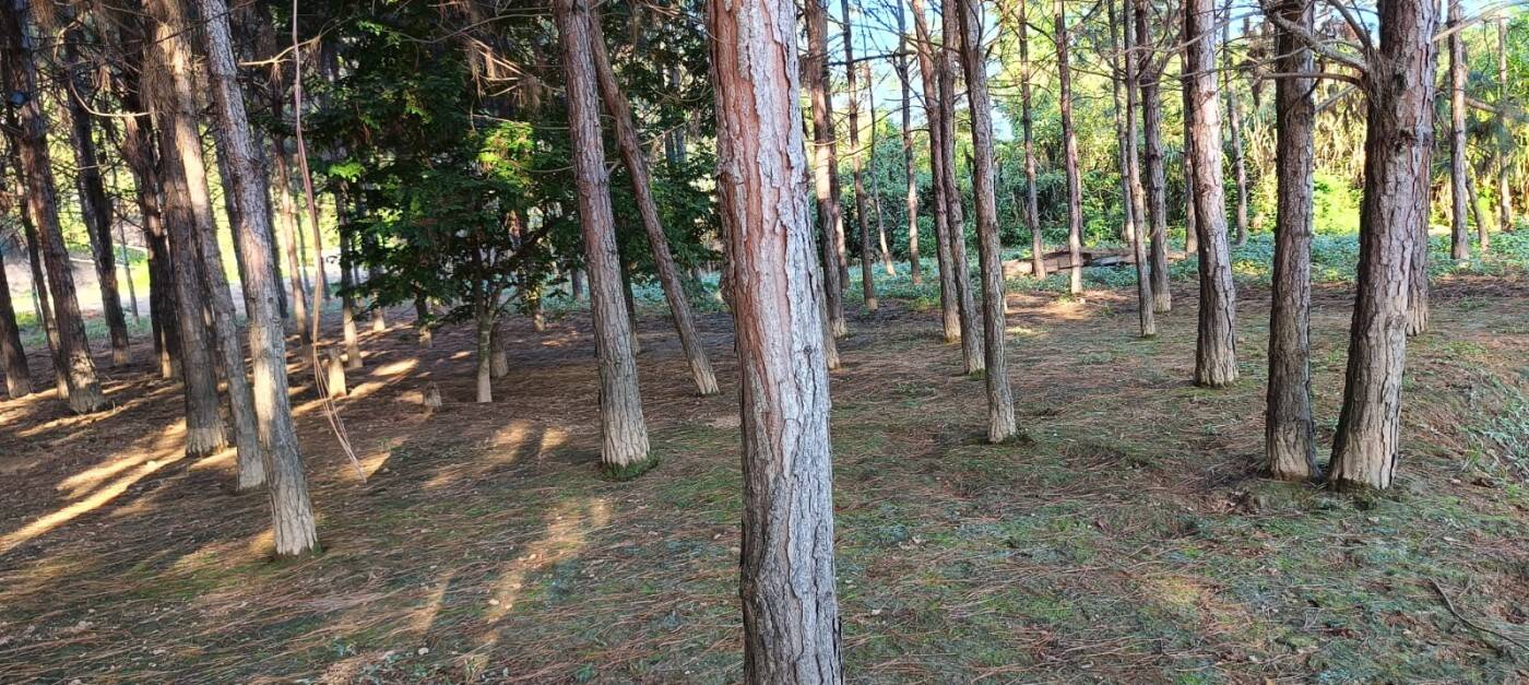 Sítio, 2 quartos, 1 hectares - Foto 34