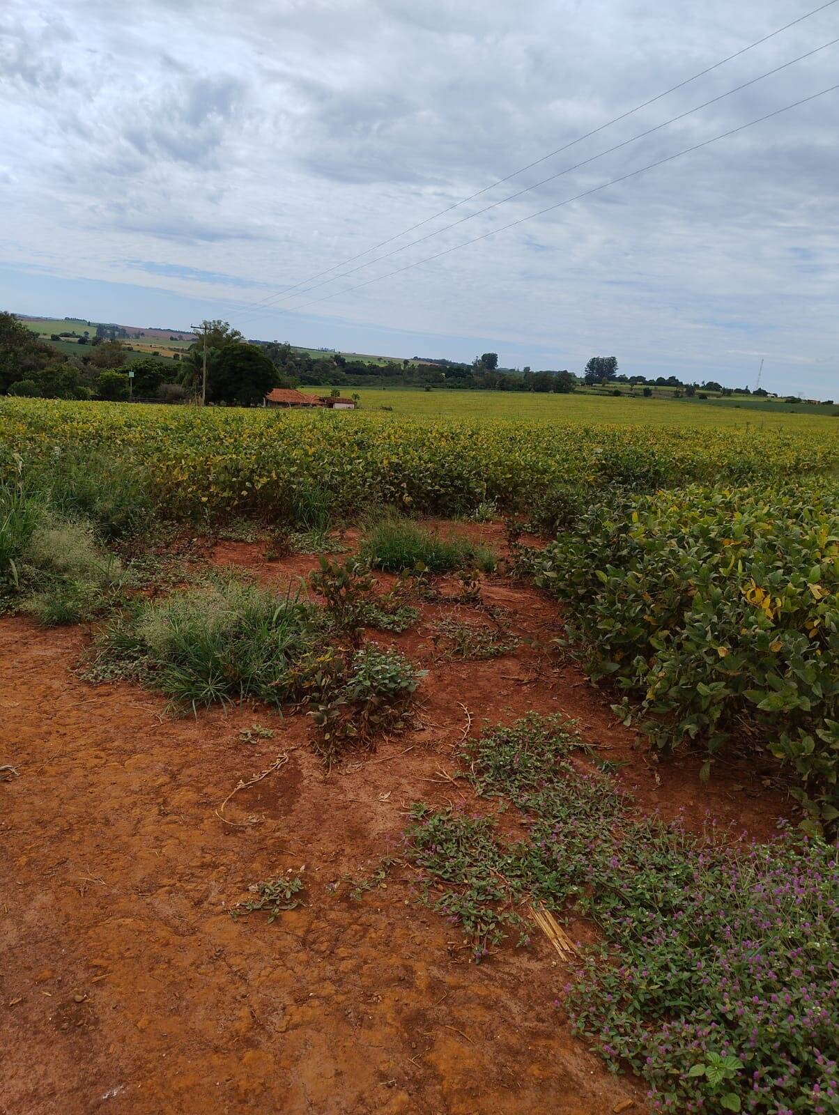 Sítio, 1 quarto, 24 m² - Foto 1