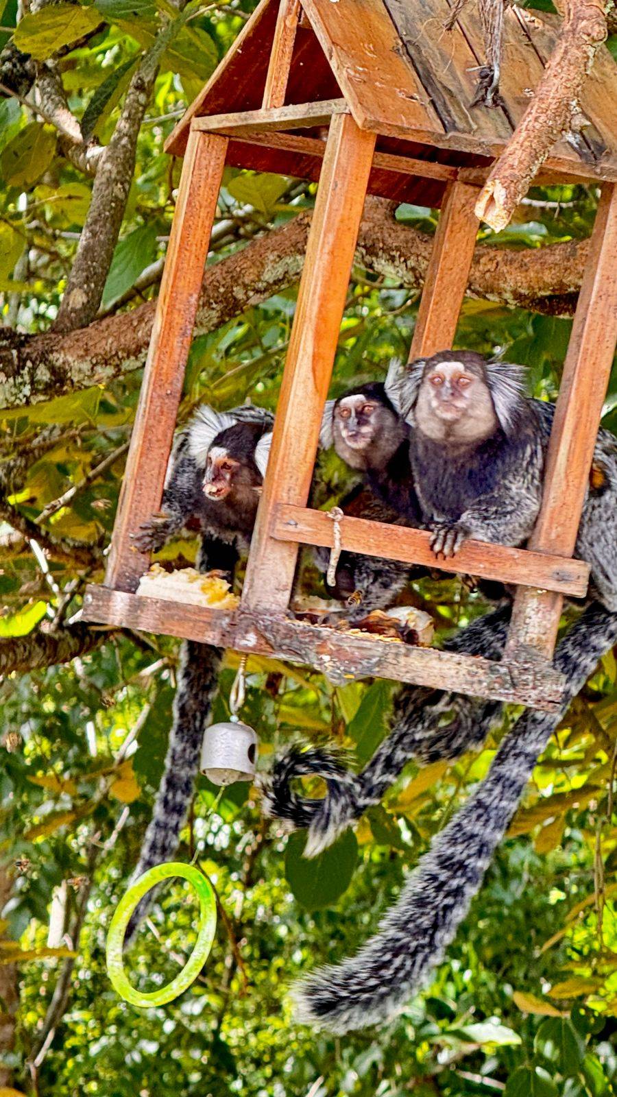 Terreno, 200 m² - Foto 15