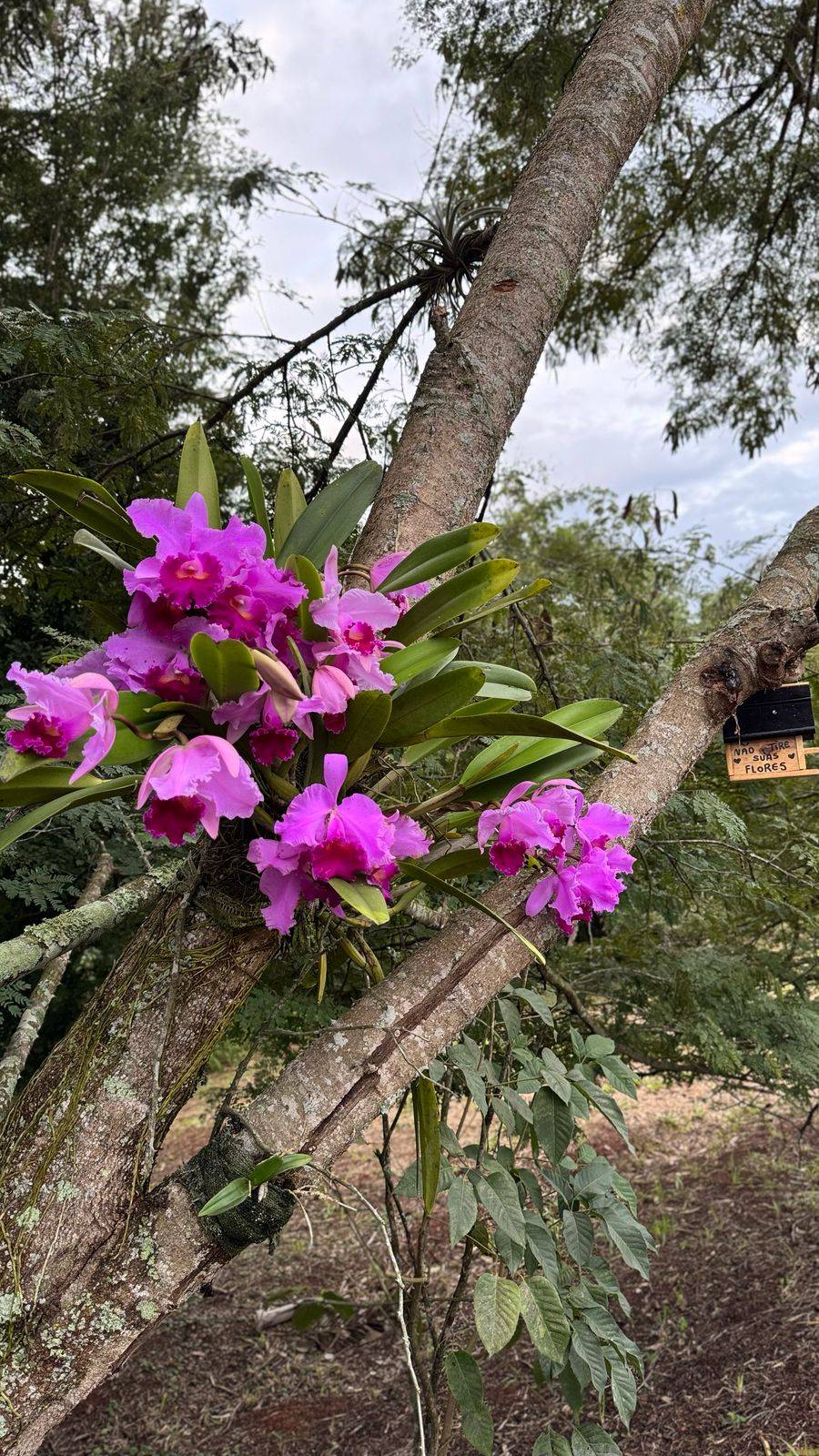 Terreno, 200 m² - Foto 20