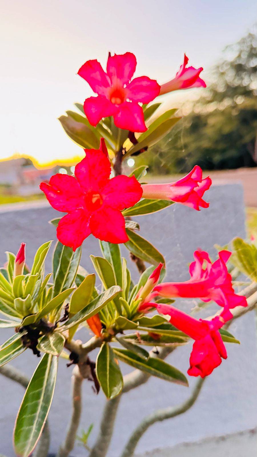 Terreno, 200 m² - Foto 5