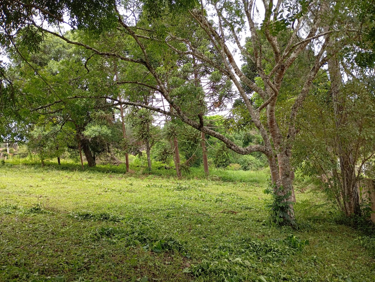 Sítio, 3 quartos, 4600 m² - Foto 11