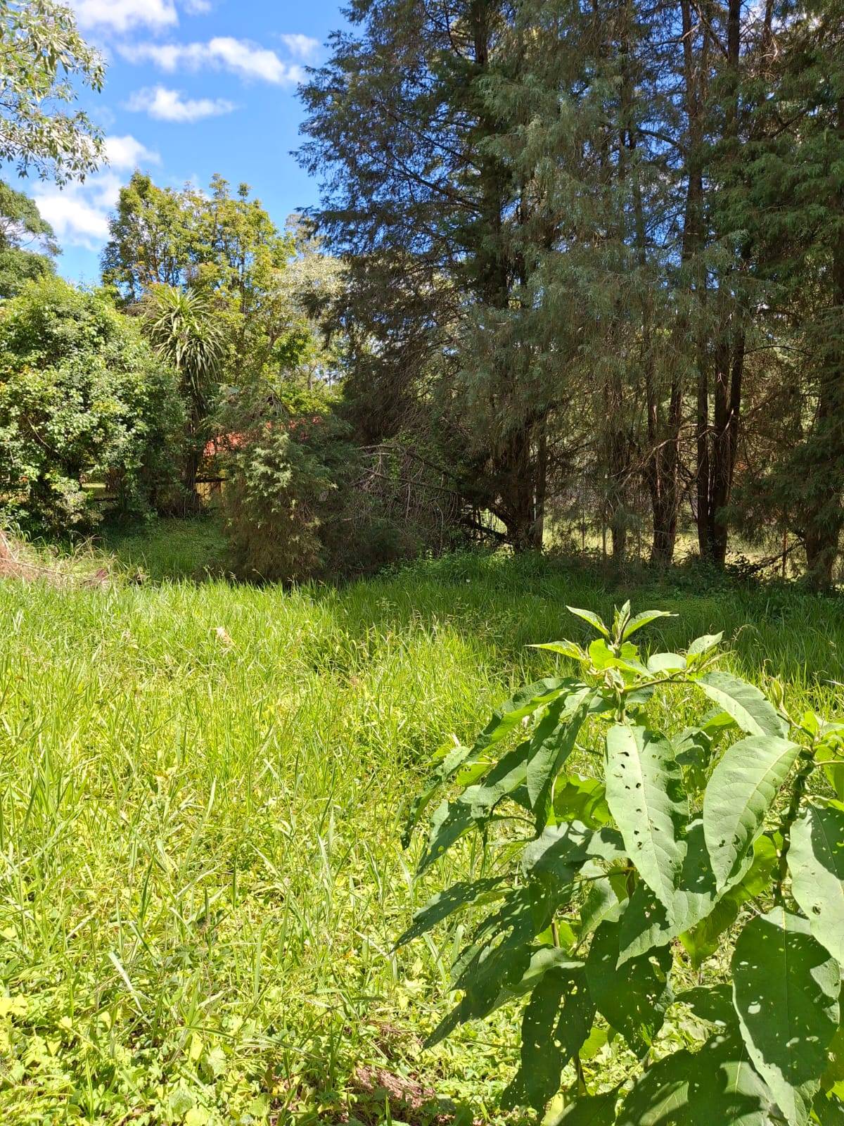 Terreno, 1179 m² - Foto 3