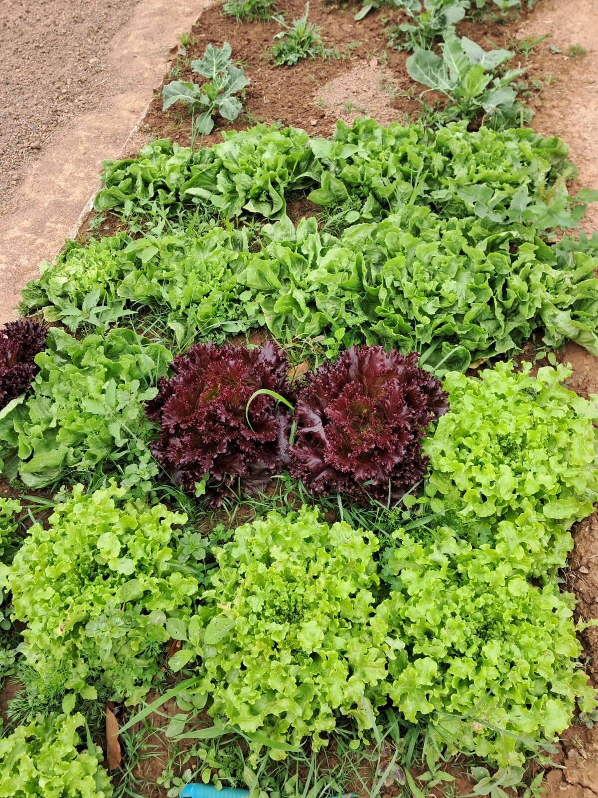 Terreno, 4 hectares - Foto 75