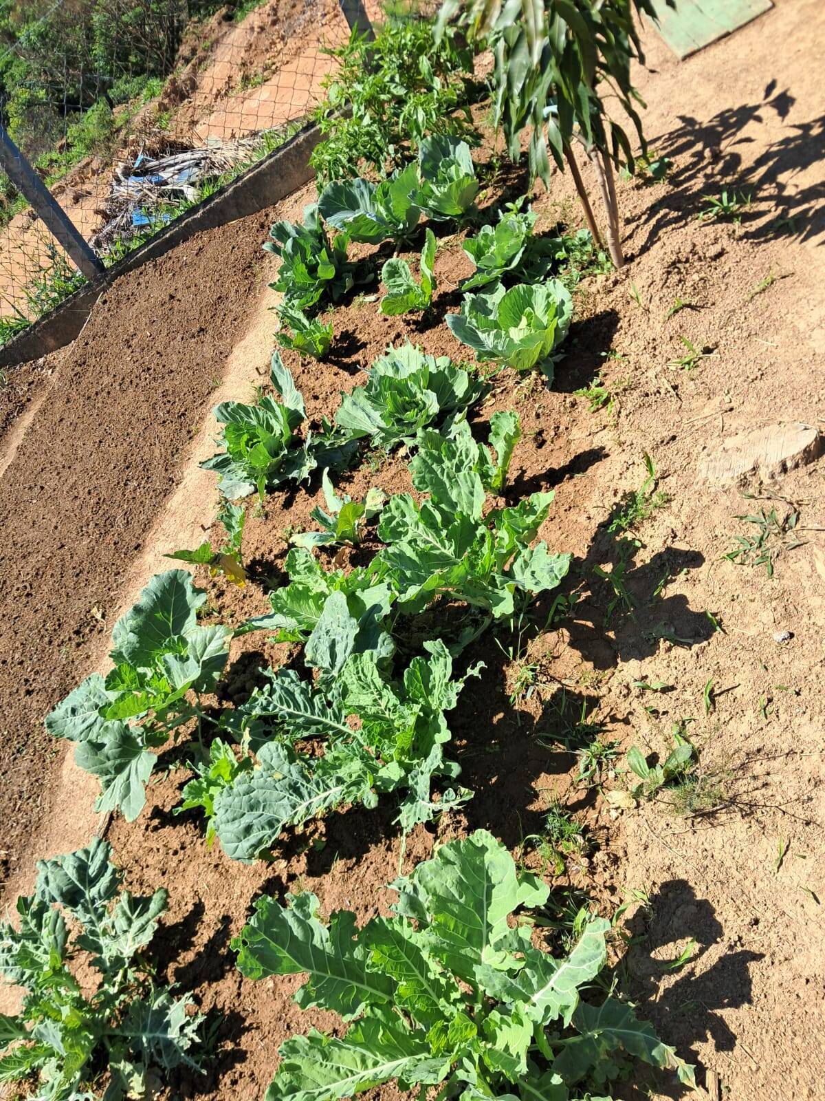 Terreno, 4 hectares - Foto 83