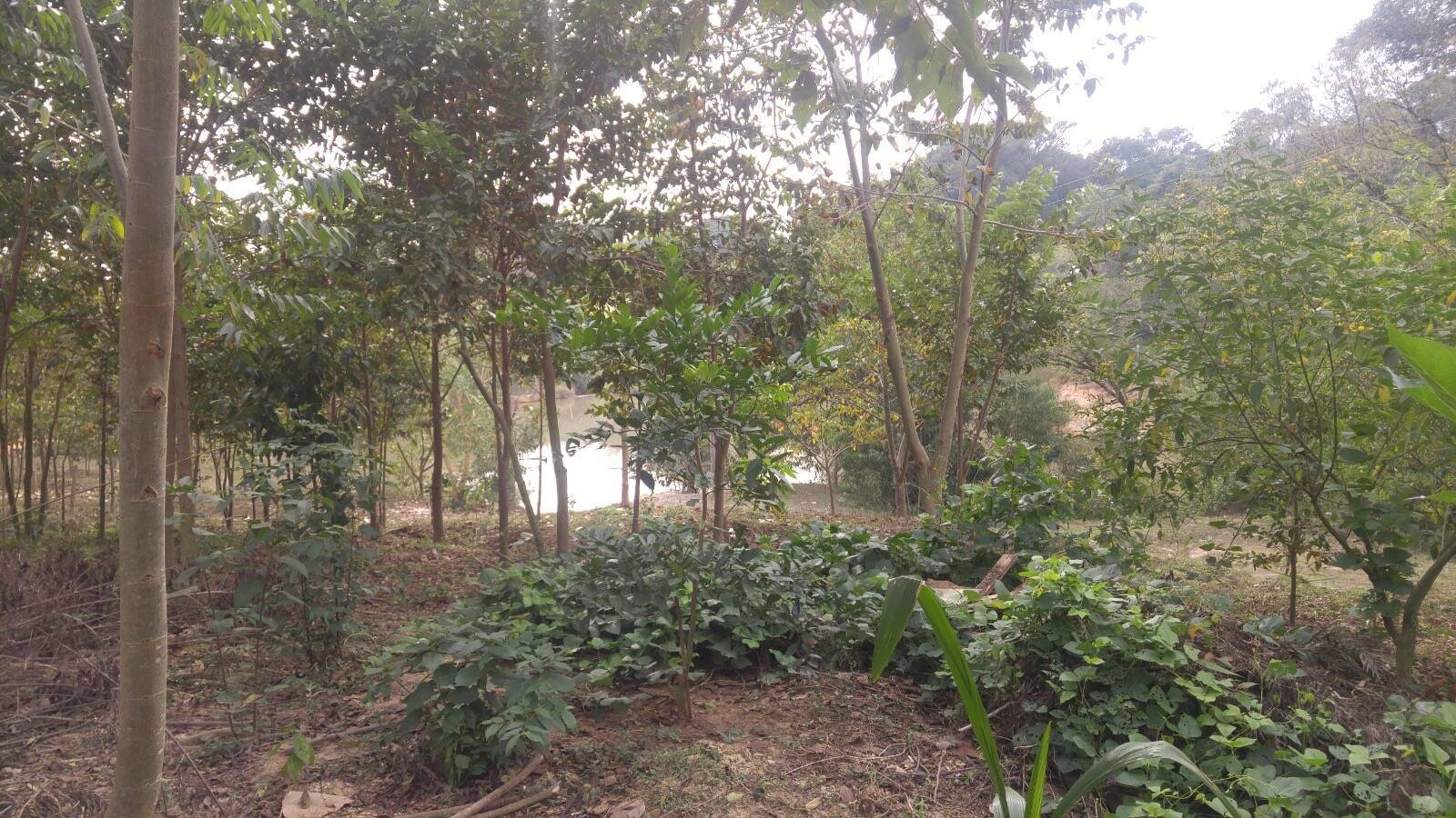 Sítio, 2 quartos, 4 hectares - Foto 4