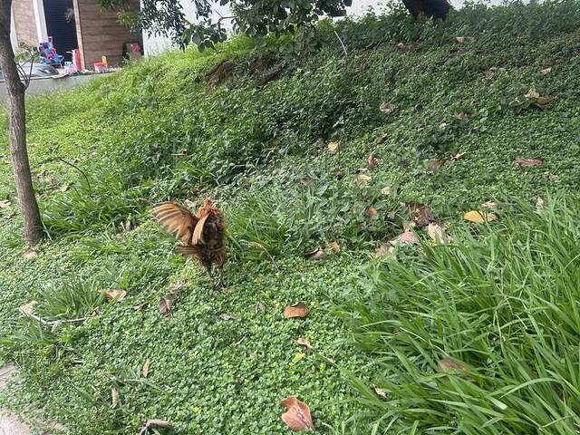 #1474 - Terreno em condomínio para Venda em Sorocaba - SP - 3